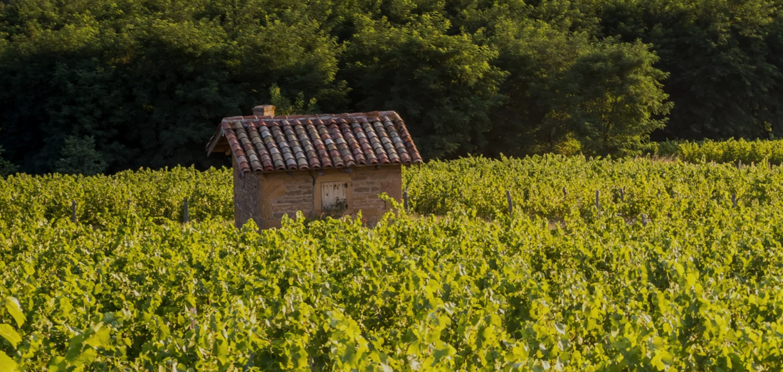 What is Beaujolais? Beyond Nouveau: Whites, Rosé, and Age-Worthy Reds