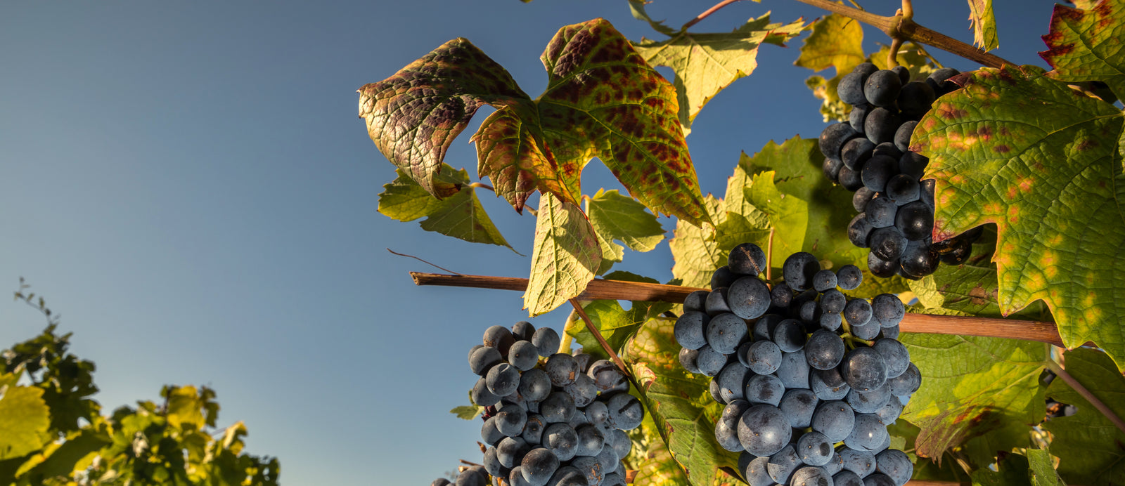 Beaujolais Vintages: What to Look for from 2018-2021