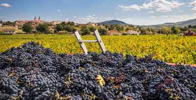 The 10 Crus Of Beaujolais