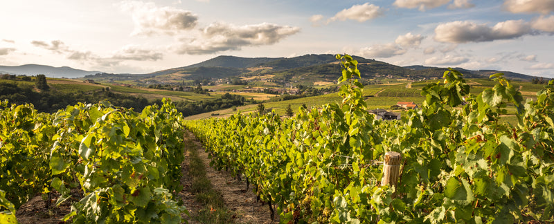 Why Beaujolais Is The Perfect Chilled Red