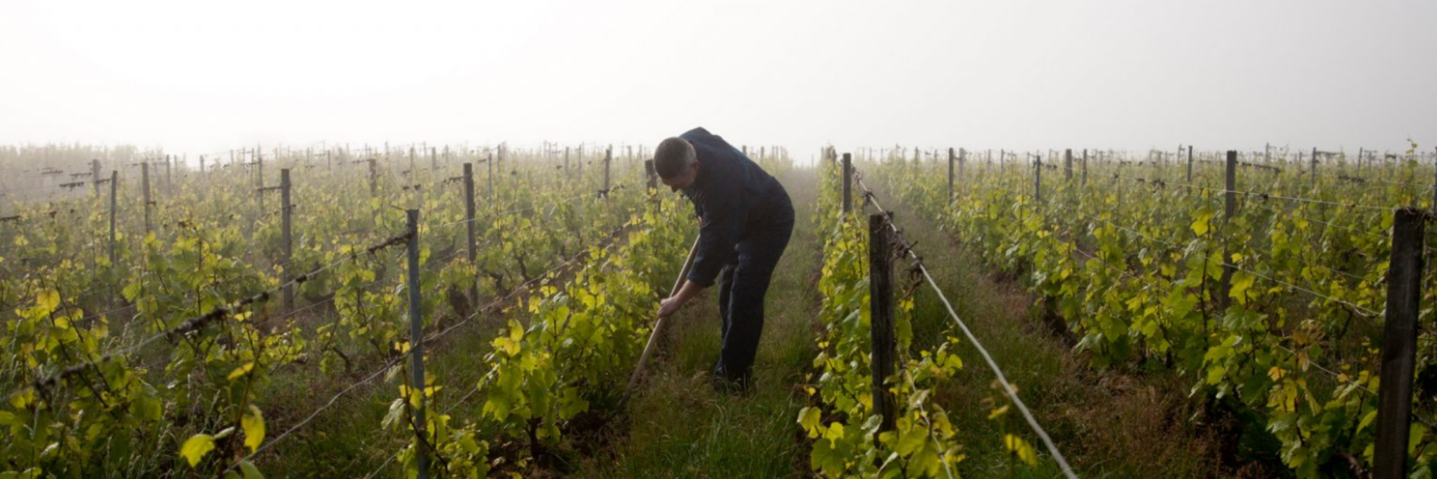 What is Grower Champagne?