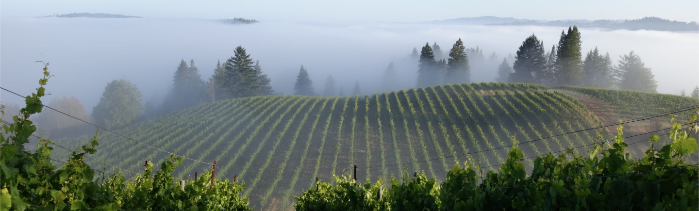 Hirsch Vineyards