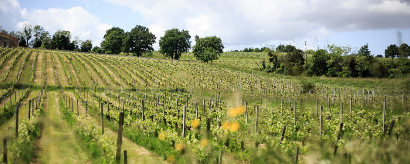 Wines of Bordeaux